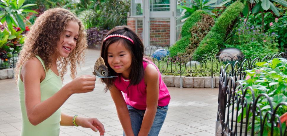 International Butterfly Show at Krohn Conservatory