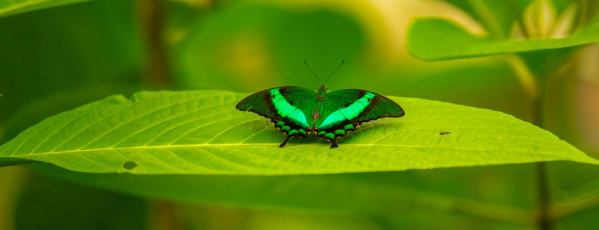 Mariposario de Benalmádena