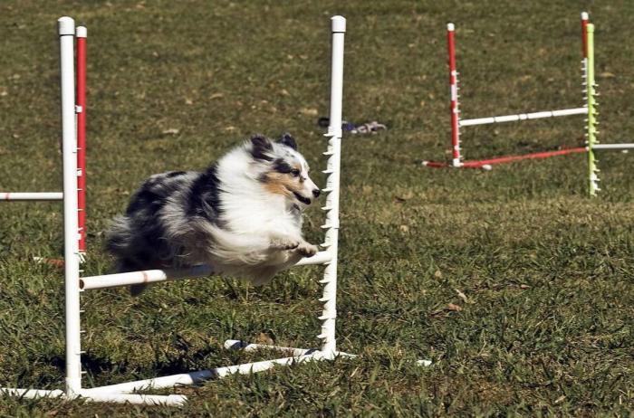 Sheep dog Trials