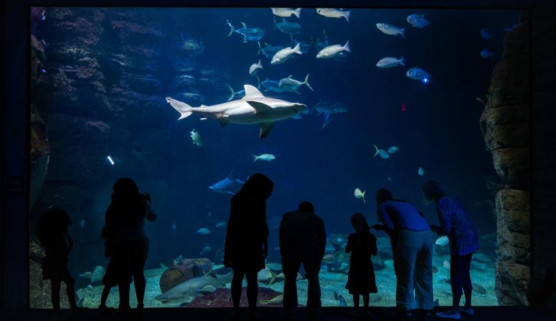 We're Open: Virginia Aquarium 1