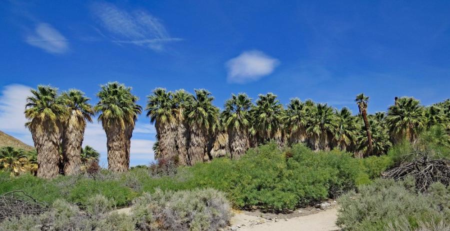 San Andreas Fault at the Coachella Valley Preserve