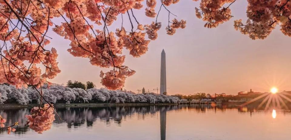 The sun rises over a cherry blossom-lined tidal basin in Washington, D.C.