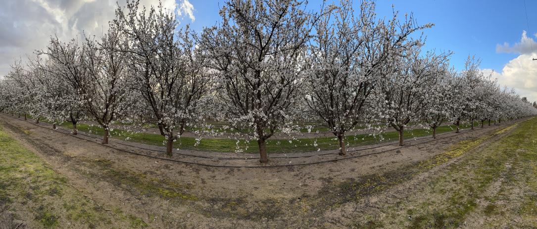 Panoramic View of Blossom Trail Orchards