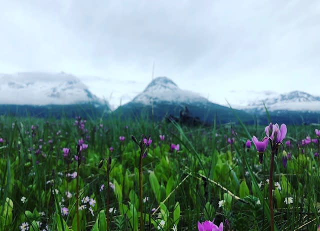 shooting star wildflowers growing in a field. Mountains in background.