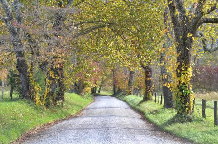 Cades Cove Road or Bike Trail