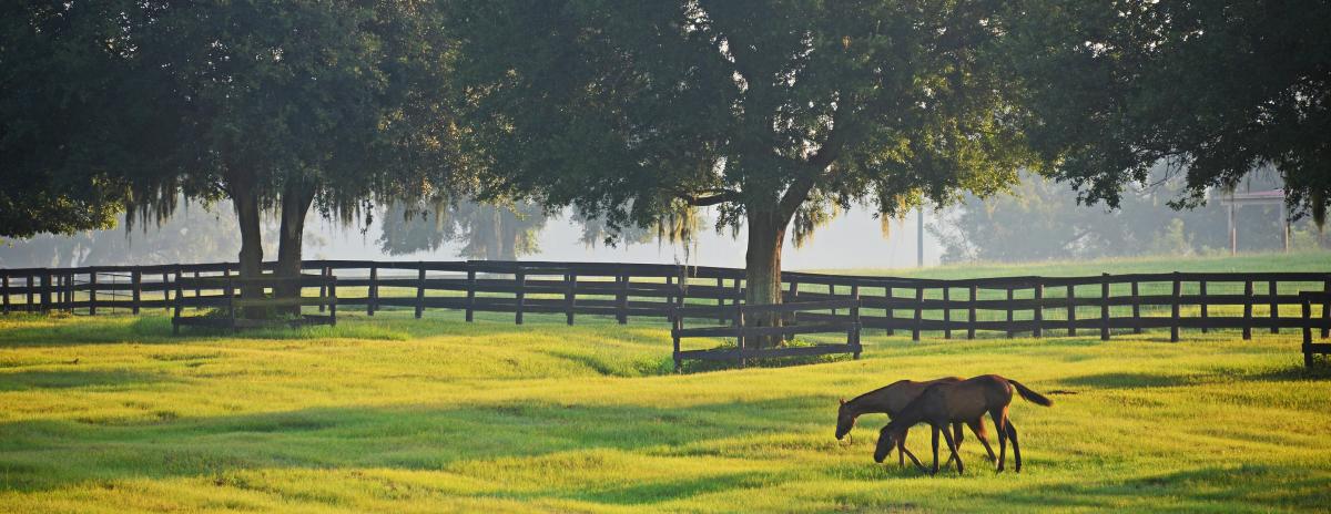 Two horses grazing in a field on a ranch with tall trees in the landscape