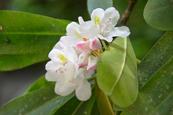 Rhododendron