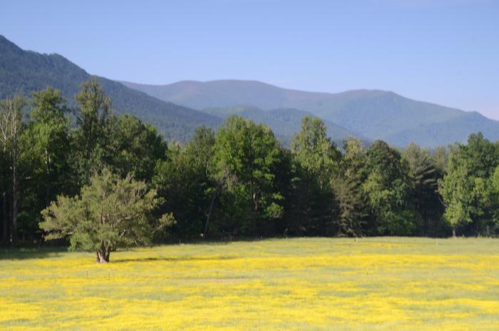 Cades Cove Valley