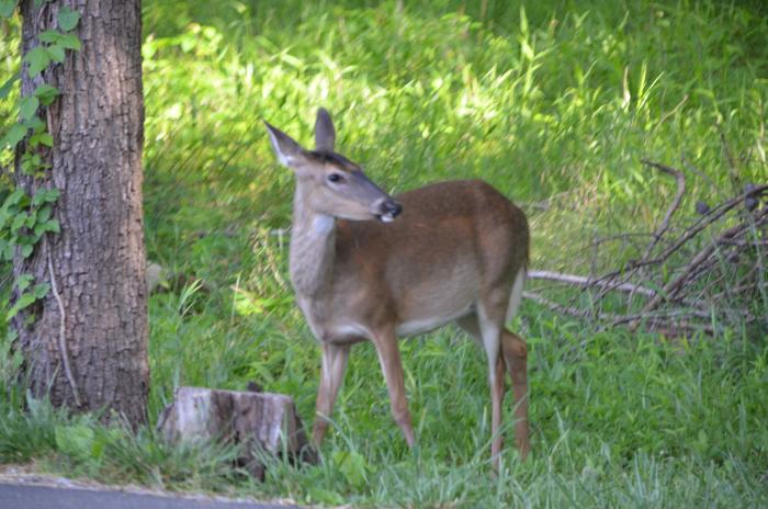 Deer in Cades Cove