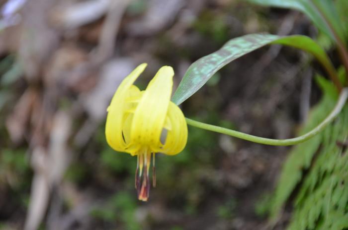 Turk Cap Lily