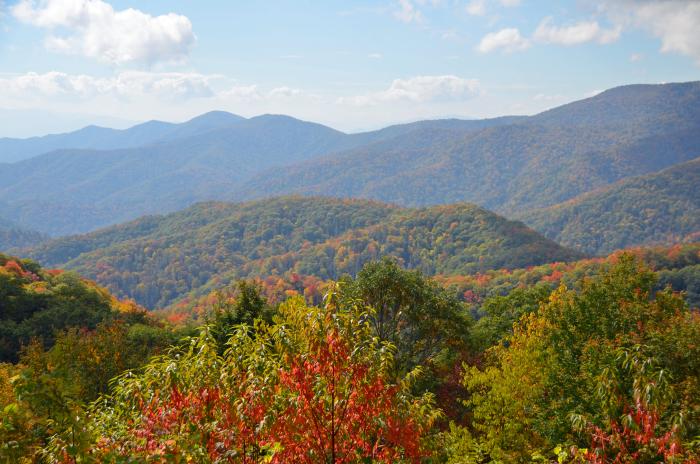 Fall wildflowers in the Smokies