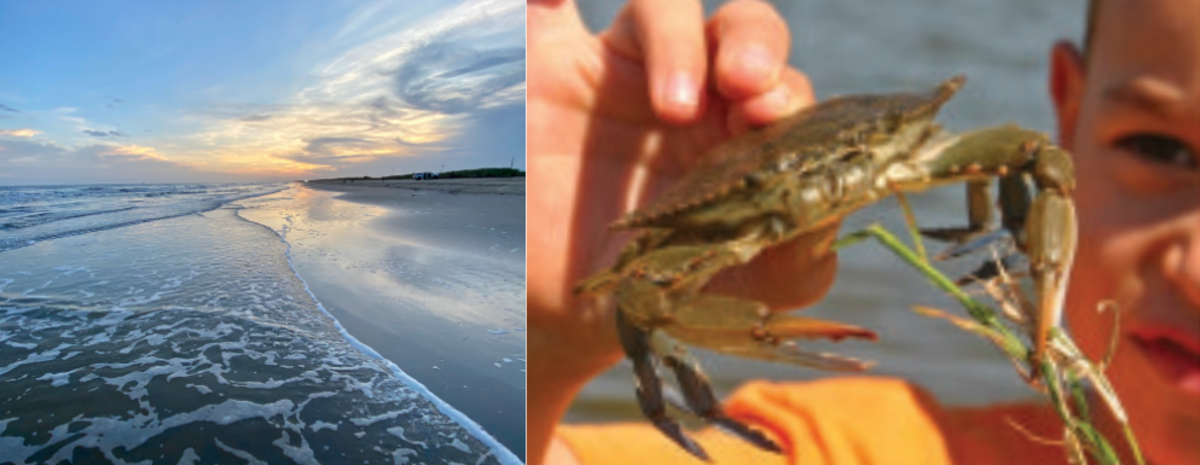 A kid explores the coastline near Beaumont, catching fresh crabs.