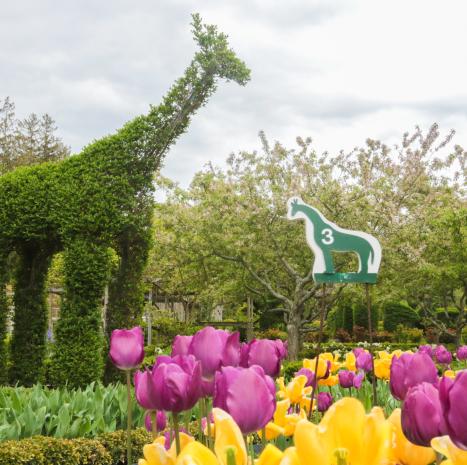 Explore a Topiary Garden