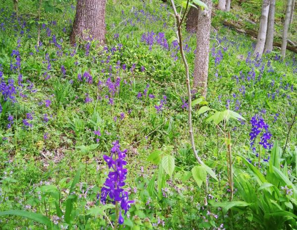 Purple flowers in the Charlestown State Park
