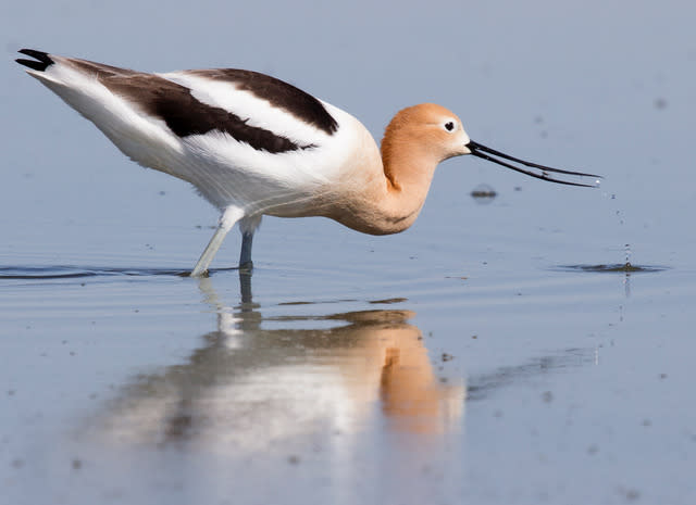 Photo Credit: American Avocet by Georgy Semenov/Audubon Photography Awards