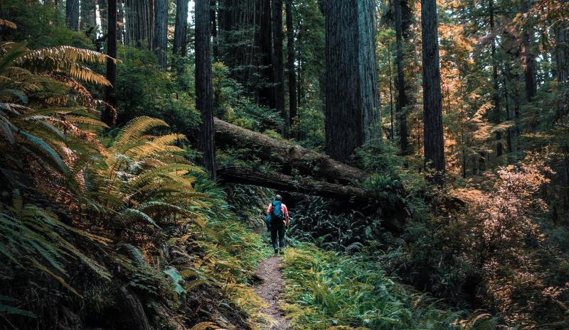 Hiker hiking on a trail surrounded by redwood trees