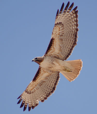 Birding - Hawk