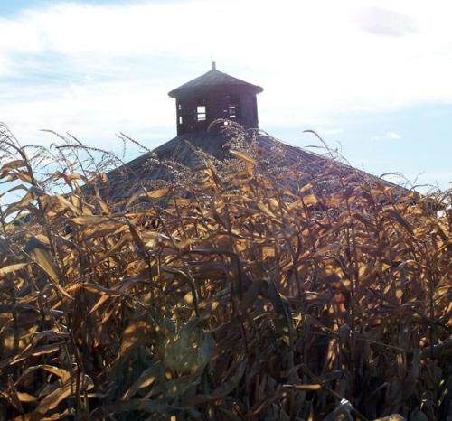 Willow Springs Corn Maze