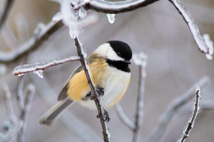a small bird on an icy tree branch
