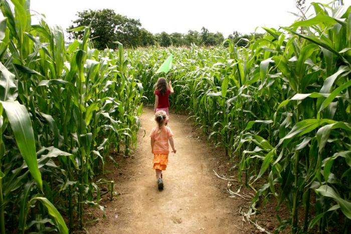 Corn maze