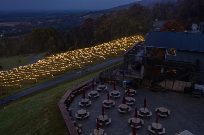 Vines at Bluemont Vineyard covered in holiday twinkle lights