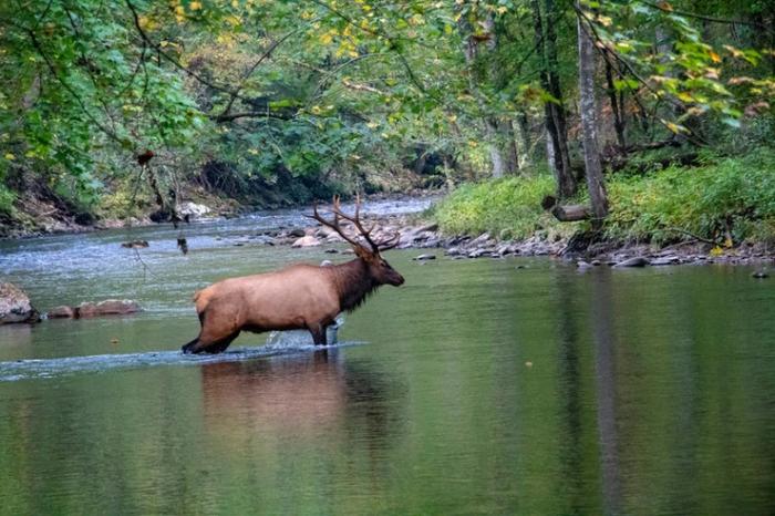 Elk