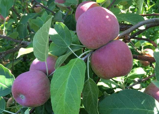 Sweet Acres Orchard