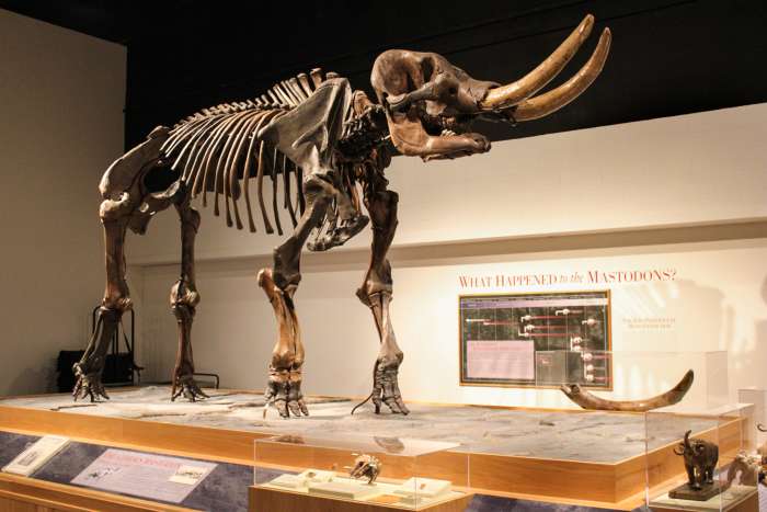 New York State Museum
