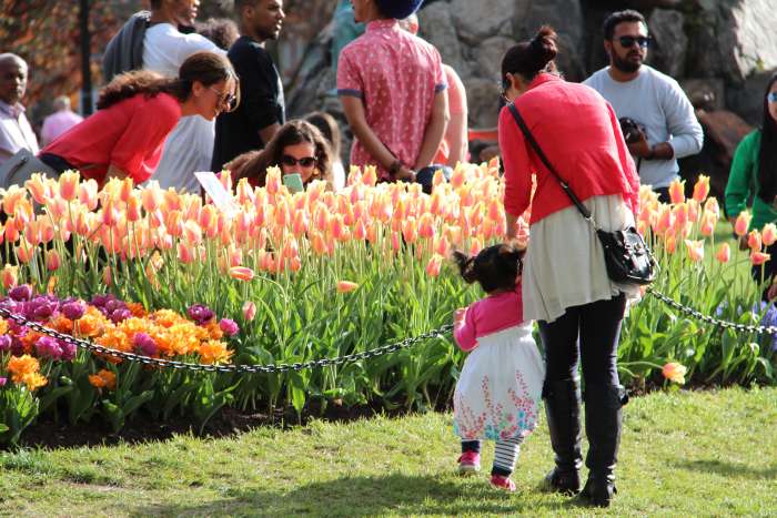 Spring flowers in the park