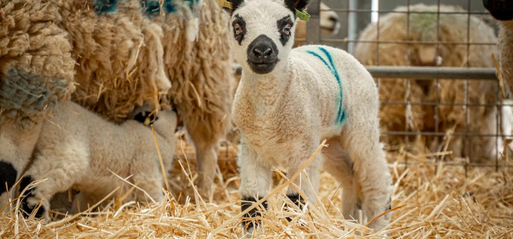 Lambing at Cotswold Farm Park