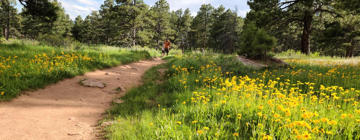 Yellow springtime wildflowers line a hiking trail outside of Boulder, CO.