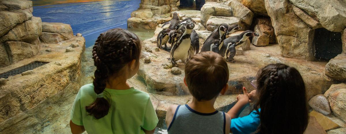 Moody Gardens Penguins