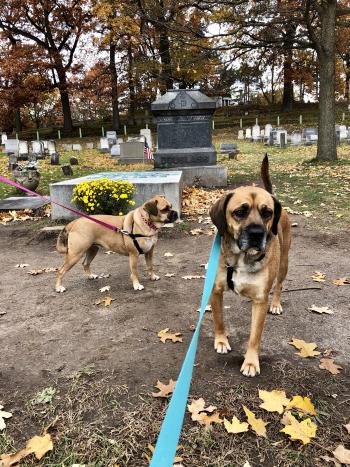 Dogs in Mount Hope Cemetery