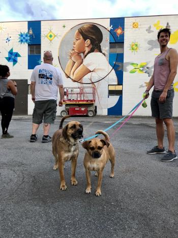 Dogs in Front of Mural in Rochester, NY