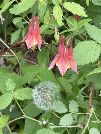 Columbines at Alligator Hill