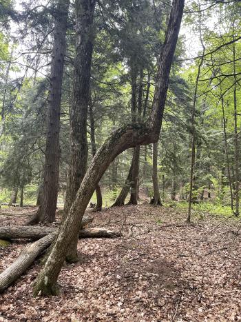 Indian Marker Tree at Leelanau State Park