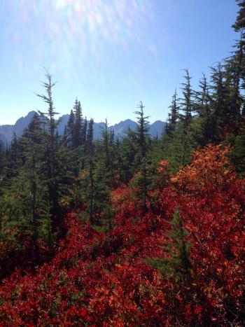 Paradise on Mt. Rainier in the fall