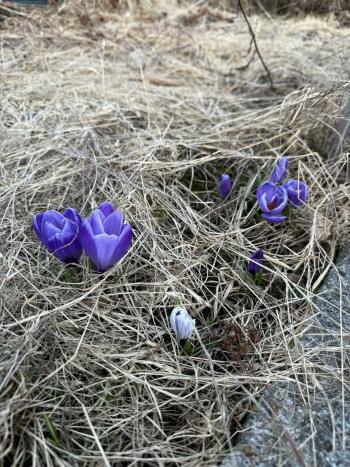 Lilla krokus som spirer opp gjennom tørt gress tidlig på våren.