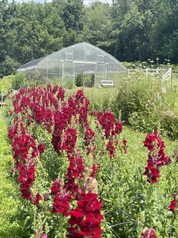 red flowers at terra farms