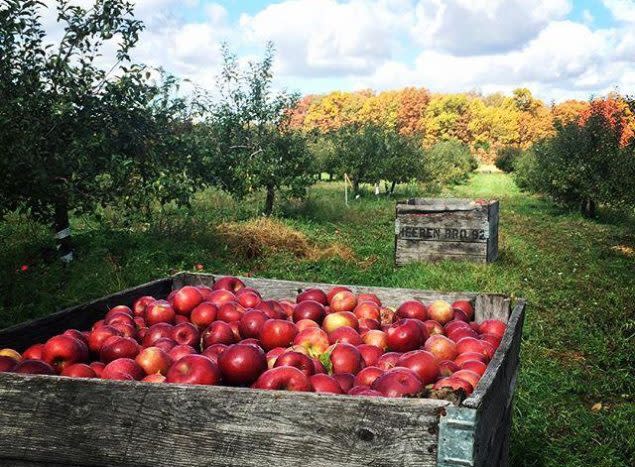 Apples at VerHage Fruit Farm & Cider Mill