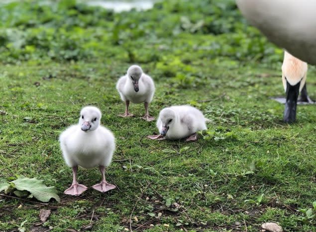 Cygnets at the Kellogg Bird Sanctuary