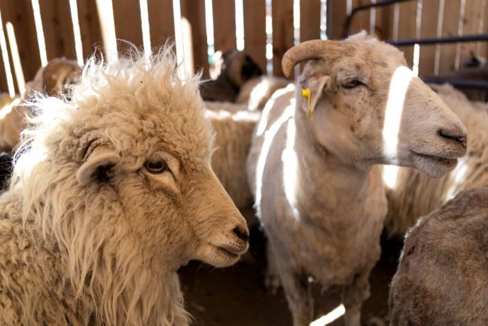 Navajo-Churro Sheep at Los Luceros Historic Site