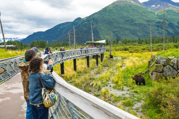 Locals and visitors observing bears up close at the Alaska Wildlife Conservation Center.