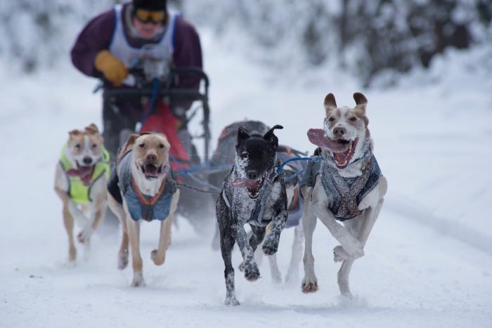 Medium Close up of ONAC racing sled dog team