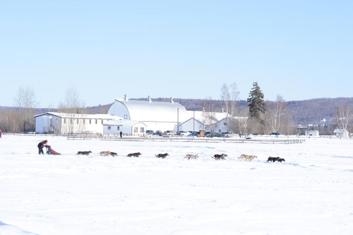 ONAC sled dog team with Creamers Dairy Barn in background