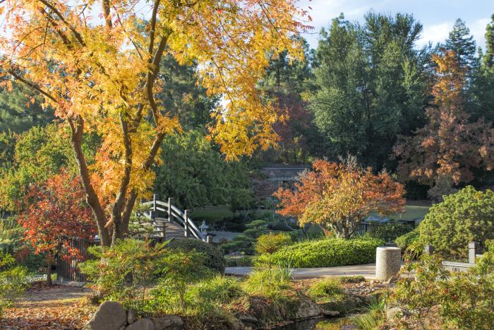 Trees with orange, yellow and red fall foliage stand tall above bridge