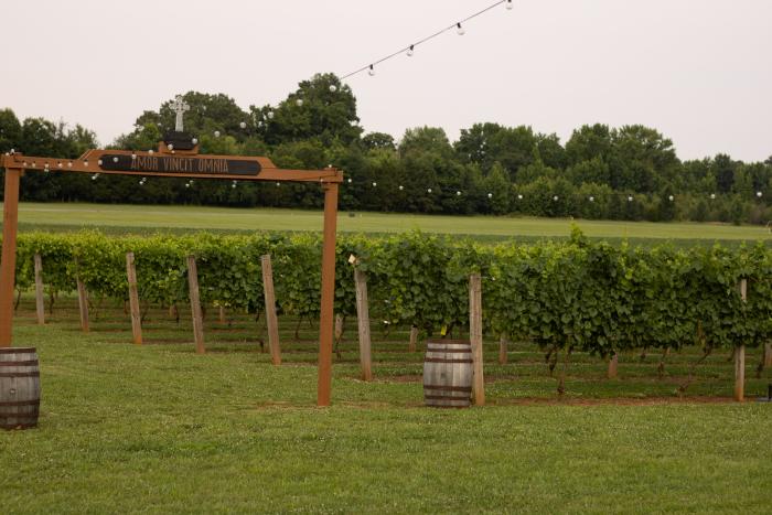 Rows of grapevines at La Famiglia Vineyards and Winery, framed by string lights, wooden barrels and an entrance marked “Amor Vincit Omnia.”