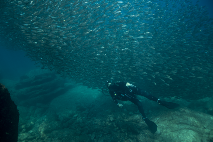 The Dive Gurus La Paz