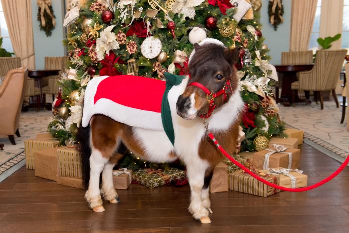 Cupcake the Miniature Pony in holiday attire at Salamander Resort and Spa
