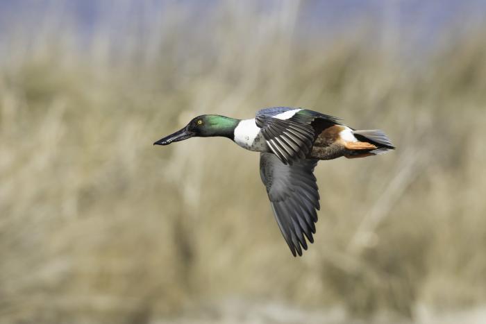 A Northern Shoveler duck in mid-flight in the Outer Banks